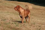 DOGUE DE BORDEAUX 423